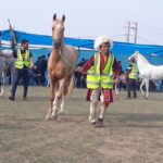 شانزدهمین دوره جشنواره بزرگ ملی زیبایی اسب اصیل ترکمن