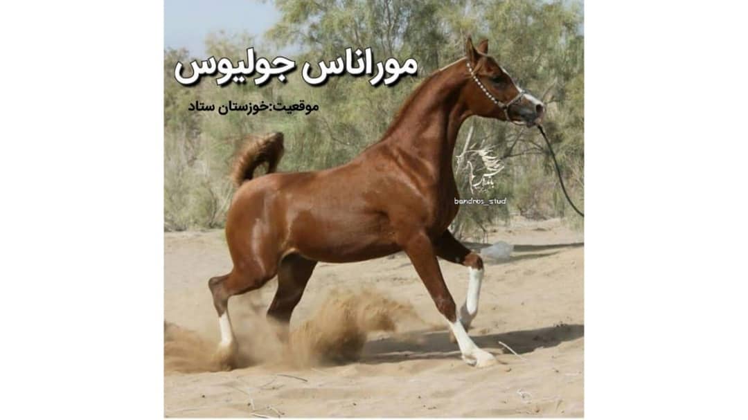 Silikonni jinsiy olatni ichiga yuborish